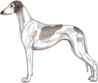 Silver Sable Parti Smooth Saluki