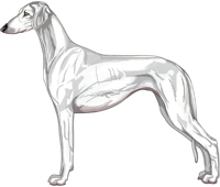 White Smooth Saluki