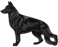 Solid Black and Red German Shepherd Dog