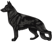 Solid Black and Cream German Shepherd Dog