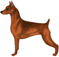 Stag Red Miniature Pinscher