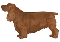 Golden Liver Sussex Spaniel