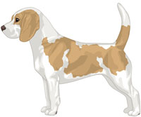 Tan & White Beagle