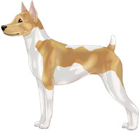 Tan & White Rat Terrier