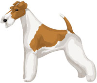 White and Tan Wire Fox Terrier