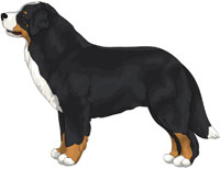 Black Tan & White Bernese Mountain Dog