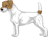 Tan and White Broken Coat Jack Russell Terrier