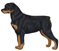 Black and Tan Rottweiler