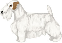 White with Tan Markings Sealyham Terrier