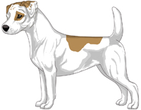 Tan and White Smooth Coat Jack Russell Terrier