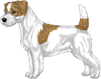Tan and White Rough Coat Jack Russell Terrier