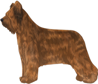 Tawny Briard