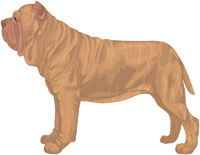 Tawny Brindle Neapolitan Mastiff