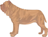 Tawny Neapolitan Mastiff