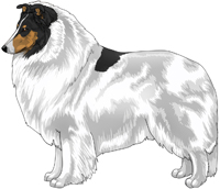 Tri Head White Rough Collie