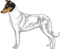 Tri Head White Smooth Collie