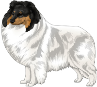 Tri-Color Headed White Shetland Sheepdog