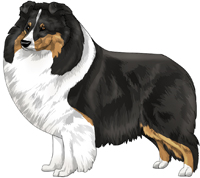 Tricolor Shetland Sheepdog