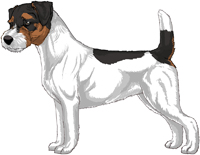 Tri-Color Broken Coat Jack Russell Terrier