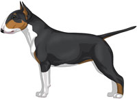 Tri Colored Miniature Bull Terrier