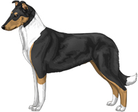 Tricolor Smooth Collie