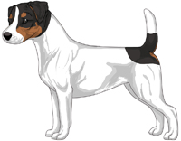 Tri-Color Smooth Coat Jack Russell Terrier