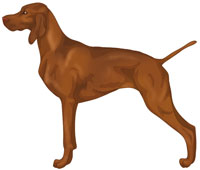 Golden Rust Vizsla