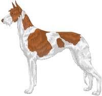 Red and White Wire-Haired Ibizan Hound