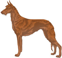 Red Wire-Haired Ibizan Hound