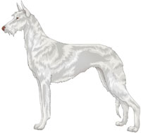 White Wire-Haired Ibizan Hound