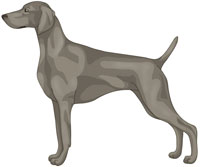 Silver Gray Weimaraner