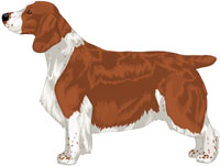 Full Saddle and Ticked Red & White Welsh Springer Spaniel