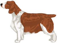 Full Saddle Red & White Welsh Springer Spaniel