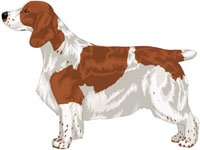 Patched and Ticked Red & White Welsh Springer Spaniel