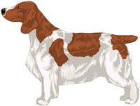 Patched Red & White Welsh Springer Spaniel