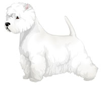 White West Highland White Terrier