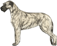 Wheaten & Brindle Irish Wolfhound