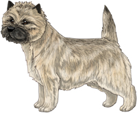 Wheaten Cairn Terrier