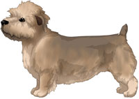 Wheaten Glen of Imaal Terrier