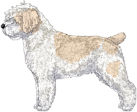 White & Beige w/Black Nose Spanish Water Dog