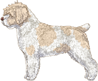 White & Beige w/Brown Nose Spanish Water Dog