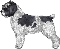 White & Black Spanish Water Dog