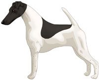 White & Black Smooth Fox Terrier