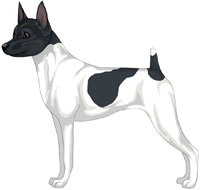 White & Black Toy Fox Terrier