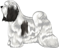 White and Black Tibetan Terrier