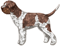 White & Brown Lagotto Romagnolo