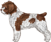 White & Brown Spanish Water Dog