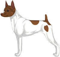 White & Chocolate Toy Fox Terrier