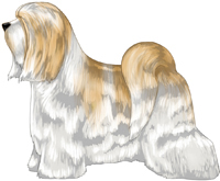 White and Gold Tibetan Terrier