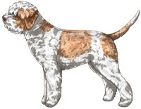 White & Orange Lagotto Romagnolo